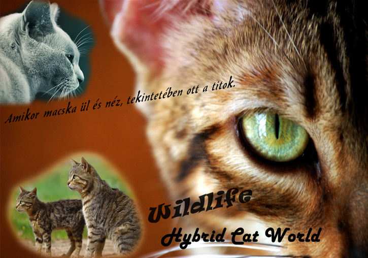 ~Wildlife * Hybrid Cat World :3